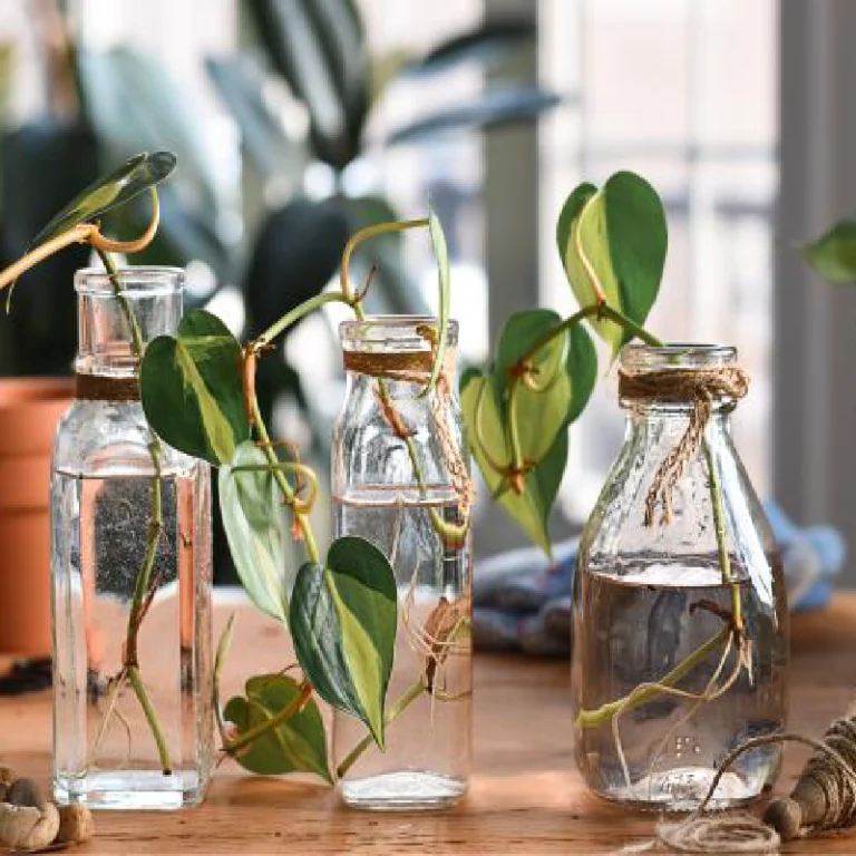 plantas en agua